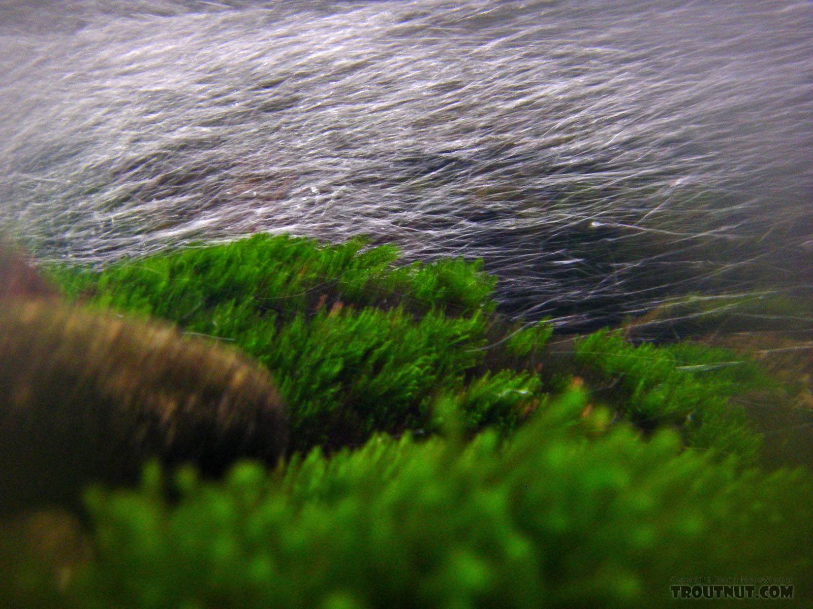 Underwater moss and riffle bubbles. From the Mystery Creek # 23 in New York.