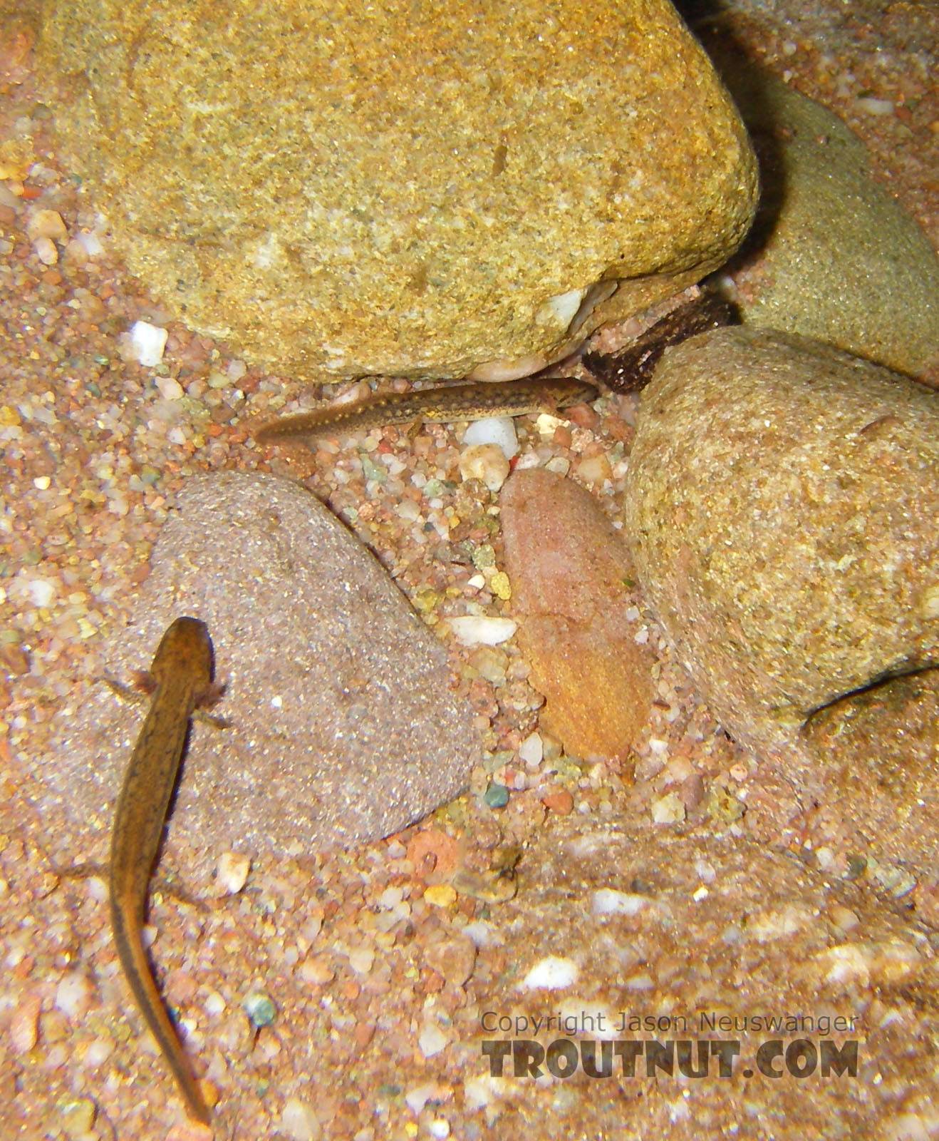 In this picture: Amphibian Order Caudata (Salamanders). From the Mystery Creek # 23 in New York.