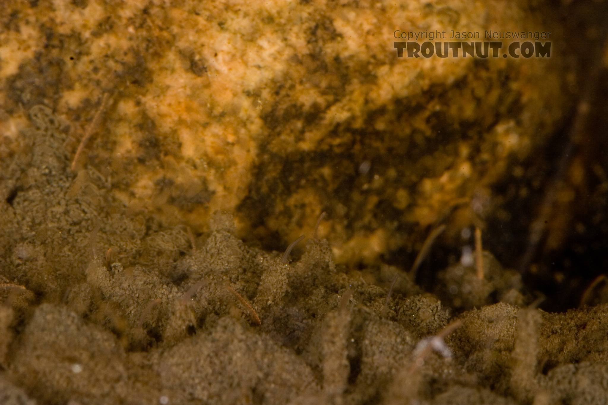 This isn't really an underwater picture, but a picture taken into my aquarium of midge larvae which lived in the silt I used for substrate.  Each larva has a little tower of detritus built up along the bottom, while the bare larva waves around from the top.  In this picture: True Fly Family Chironomidae (Midges). From Mystery Creek # 62 in New York.