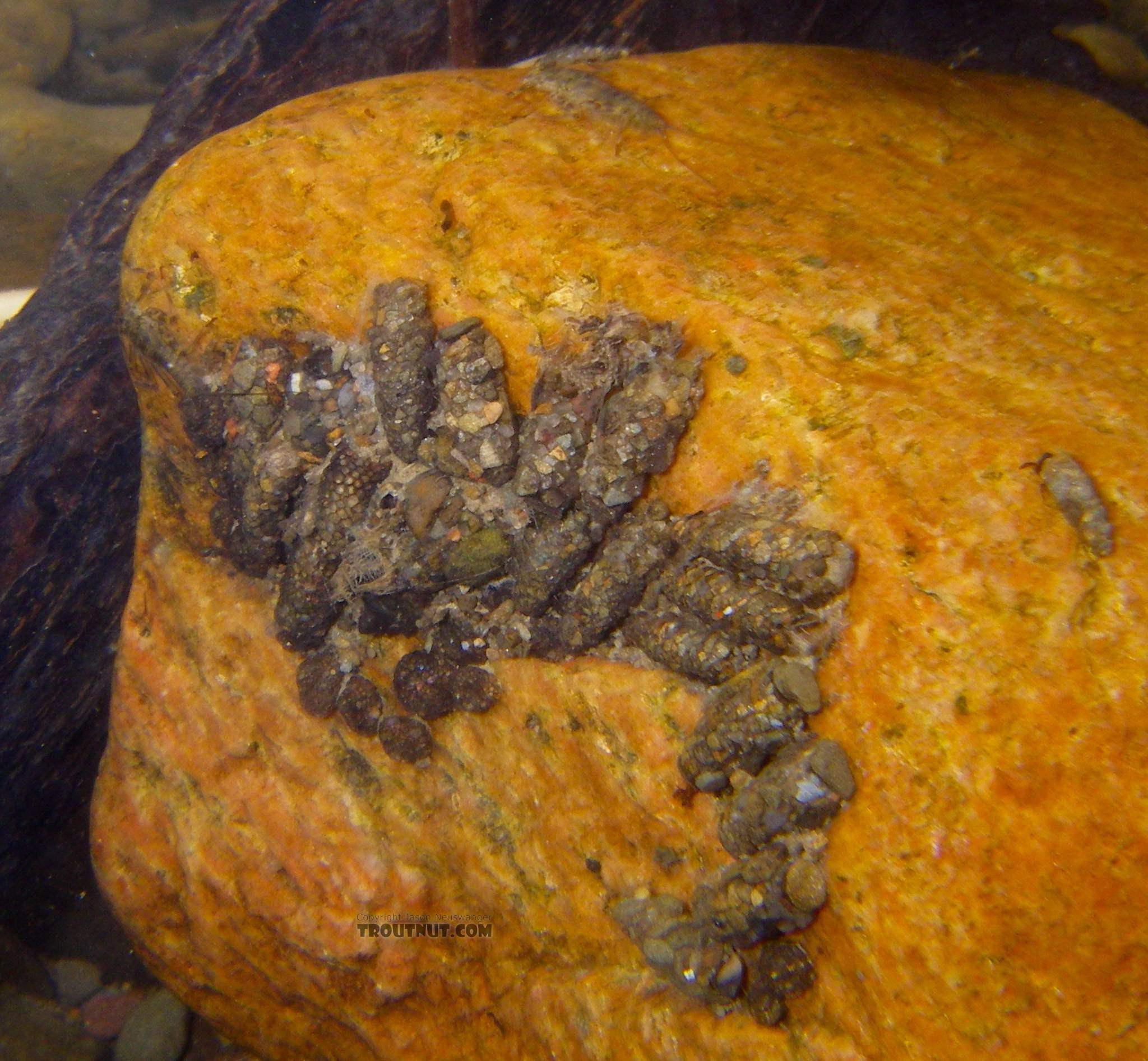 A variety of cased caddisfly larvae, probably mostly Neophylax, have clustered along the backside of a rock in fast water.  There seem to be some Helicopsychidae larvae clustered along the bottom, and a few other taxa are mixed in.  It's interesting that several larvae have especially large stones placed over the front openings of their cases, perhaps to block the case off for pupation.

It does seem to be the wrong time of year for Neophylax to be pupating, but that was the ID given for one of these which I collected and photographed up close.  In this picture: Caddisfly Genus Helicopsyche (Speckled Peters) and Caddisfly Genus Neophylax (Autumn Mottled Sedges). From Cayuta Creek in New York.