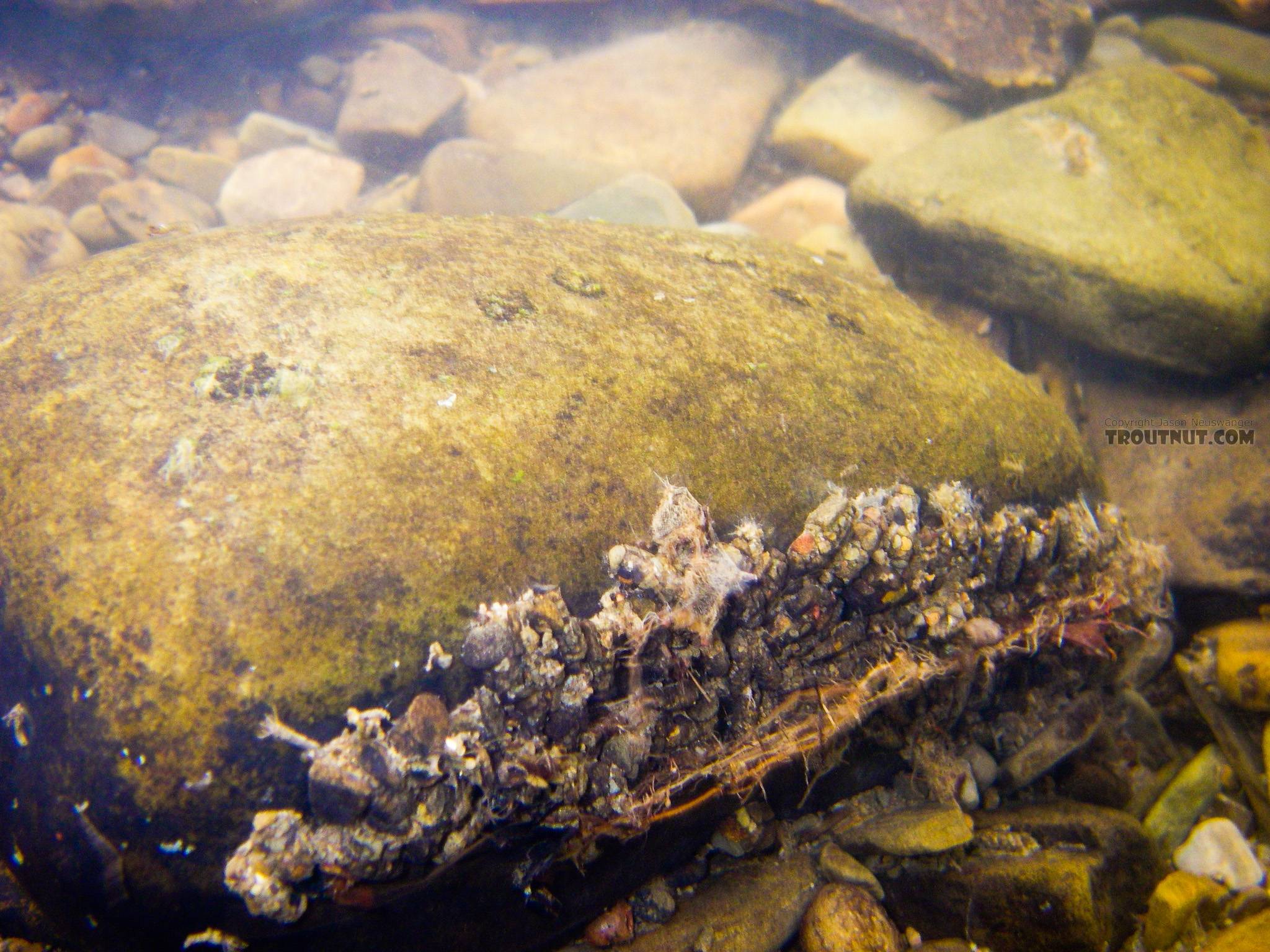 A wide variety of caddis larvae and other insects have clustered together on the backside of this rock in fast water.  In this picture: Caddisfly Genus Neophylax (Autumn Mottled Sedges). From Cayuta Creek in New York.