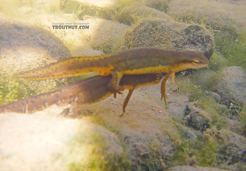 These are red-spotted newts, Notophthalmus viridescens viridescens.  Thanks Gonzo for the ID. From the West Branch of the Delaware River in New York.