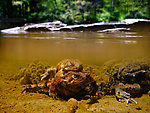 Mating toads and their eggs in the shallows. From the Neversink River Gorge in New York.