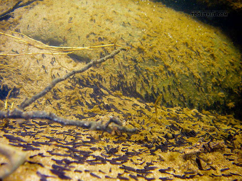Hundreds of tiny toad tadpoles. From the Neversink River Gorge in New York.