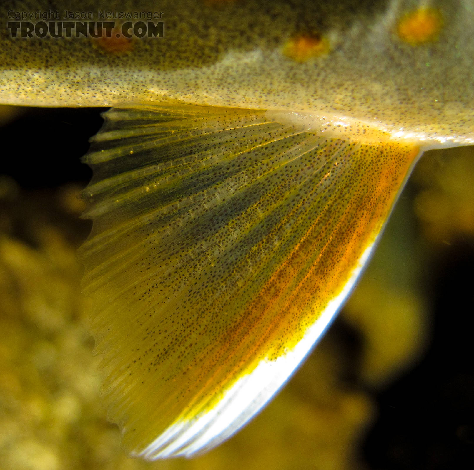 Closeup of the pectoral fin of this dwarf dolly varden. From Mystery Creek # 170 in Alaska.