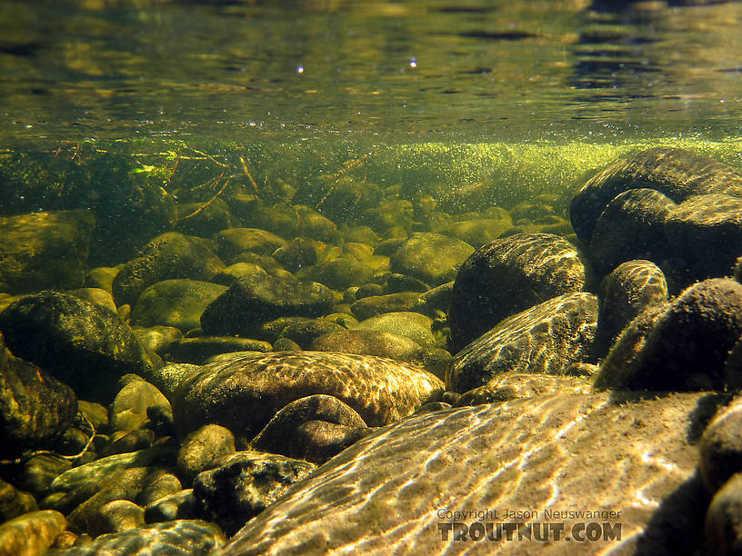 You can see the dwarf dolly I caught in this pool, hanging out after being released, just up/left from the center of the picture.  You can't really tell it's a fish here, though. From Mystery Creek # 170 in Alaska.