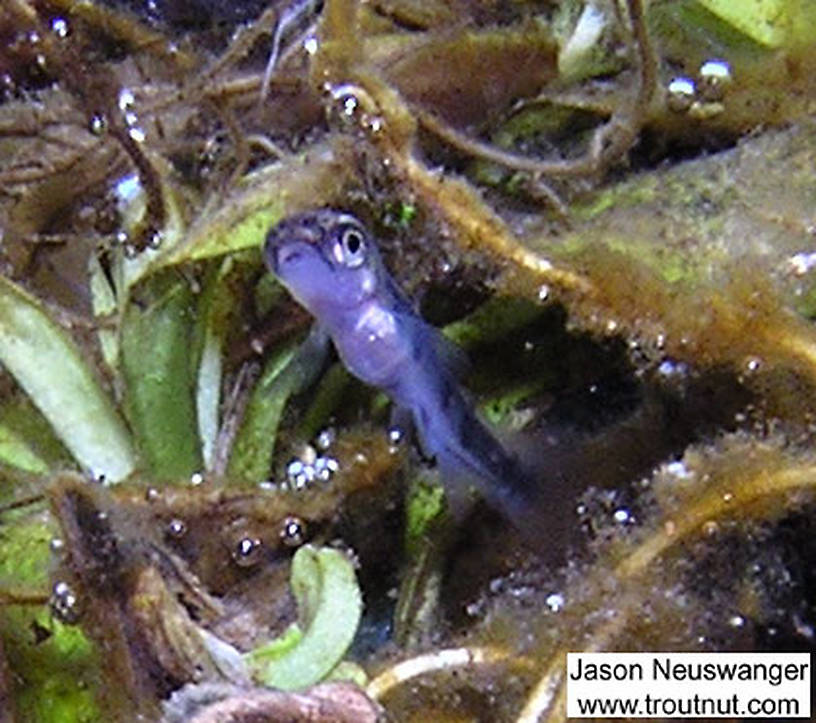 This tiny brook trout fry lived in a crystal clear nursery area where a large spring flows straight from the ground. From the Mystery Creek # 19 in Wisconsin.