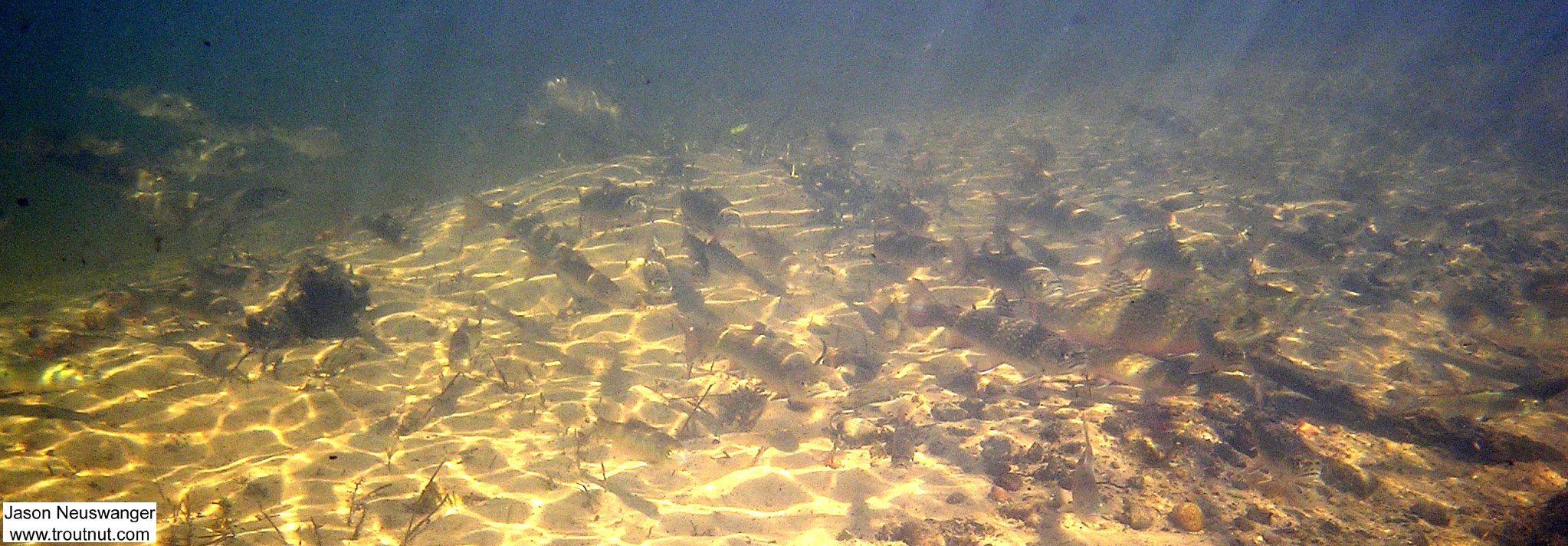 This is my favorite picture of this school of brookies. Notice there are a few other fish mixed in, minnow family mostly. Near the bottom right there's a really big brookie. These trout were densely schooled up near a major spring source during the dead of winter. From the Mystery Creek # 19 in Wisconsin.