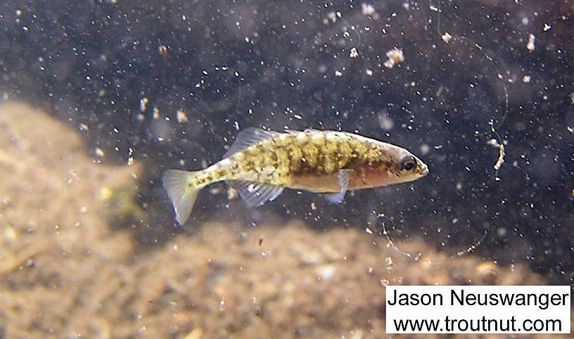 This stickleback lost fear of the camera after I held it still long enough in the icy water. From Eddy Creek in Wisconsin.