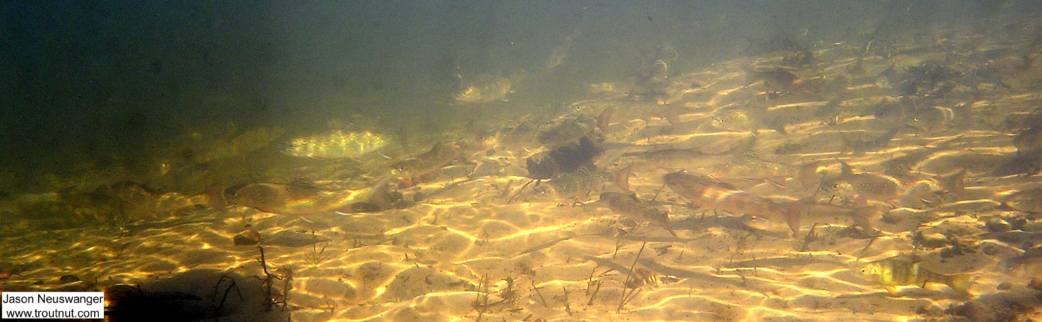 There are lots of brook trout here mixed in with a yellow perch at the bottom. From the Mystery Creek # 19 in Wisconsin.