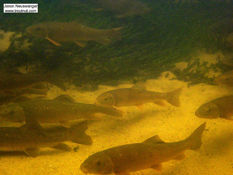 A large schools of white suckers travels the headwaters of a famous midwestern trout stream. From the Bois Brule River in Wisconsin.