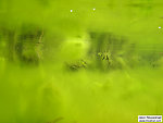 Here's the view from inside an algae bloom in a still backwater along a pristine small stream. From Eighteenmile Creek in Wisconsin.