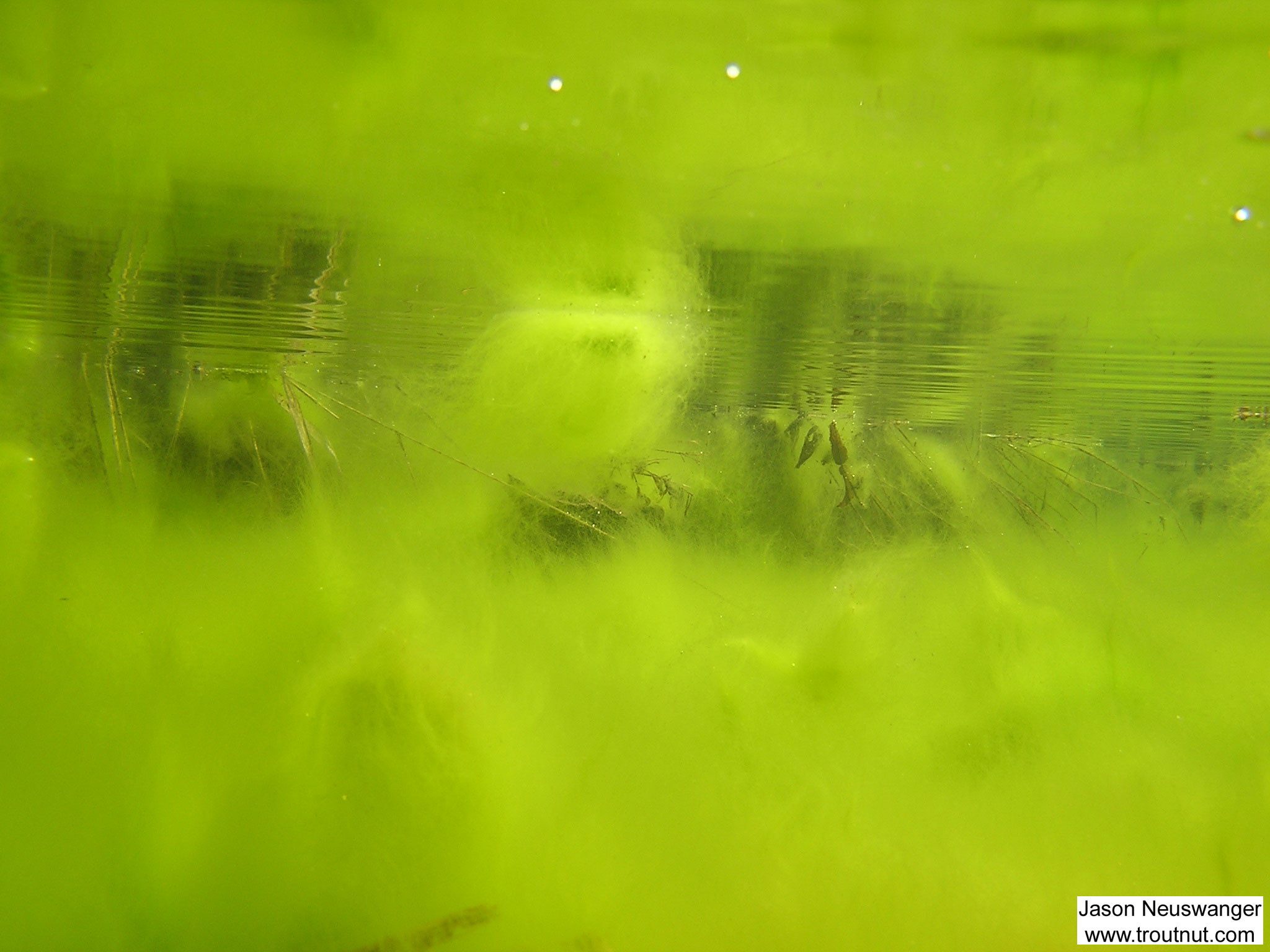 Here's the view from inside an algae bloom in a still backwater along a pristine small stream. From Eighteenmile Creek in Wisconsin.