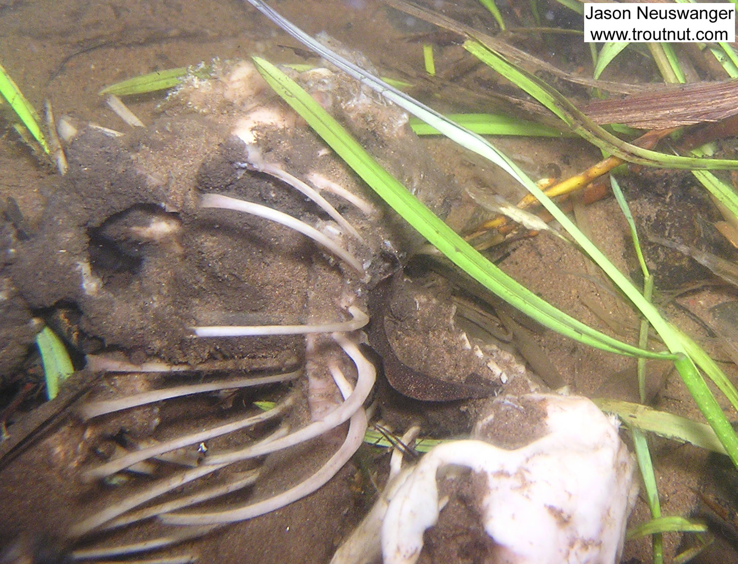 Here's the skeleton from some small mammal whose grave was a trout stream. From the Namekagon River in Wisconsin.