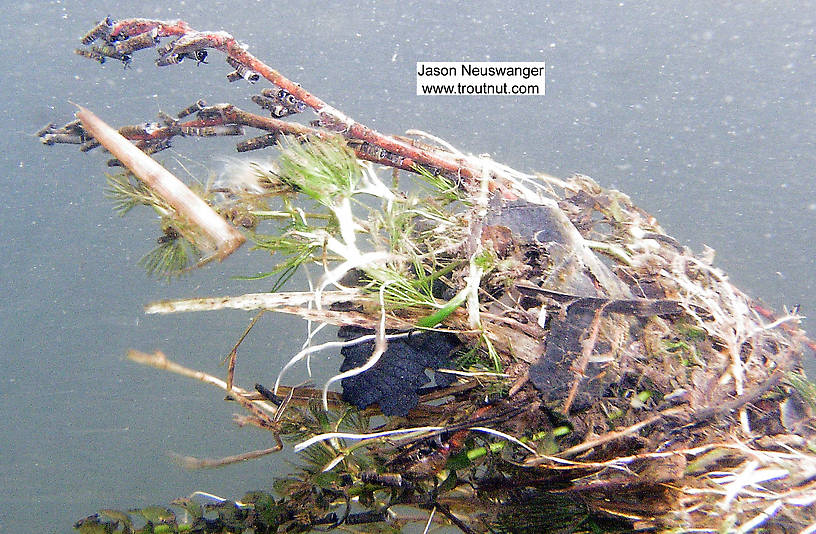 Several caddis larvae cling in the current amongst the debris collected on an underwater alder branch.  In this picture: Insect Order Trichoptera (Caddisflies). From the South Fork of the White River in Wisconsin.