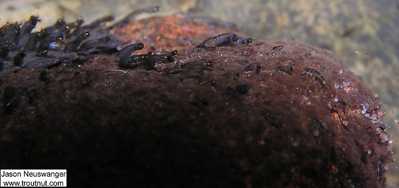 This is my favorite underwater picture so far. It shows a bunch of Simuliidae (black fly) larvae clinging to a rock and swinging in the fast current. There are also at least four visible mayfly nymphs, probably in the family Baetidae.  In this picture: True Fly Family Simuliidae (Black Flies) and Mayfly Family Baetidae (Blue-Winged Olives). From Eighteenmile Creek in Wisconsin.