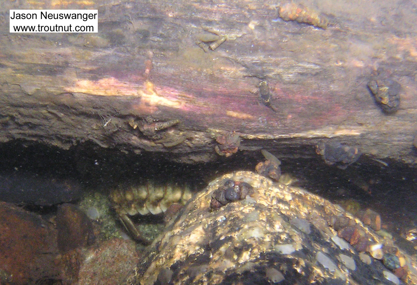 A large crayfish lurks under a log which is home to several mayfly nymphs and caddisfly larvae.  In this picture: Arthropod Order Decapoda (Crayfish), Insect Order Ephemeroptera (Mayflies), and Insect Order Trichoptera (Caddisflies). From the Namekagon River in Wisconsin.