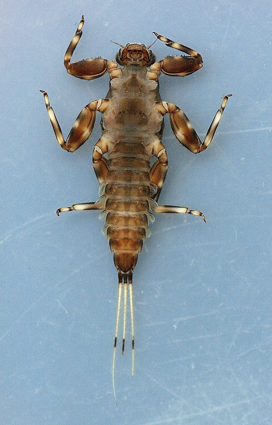In alcohol, collected April 3, 2013. Ventral view, specimen 2.
