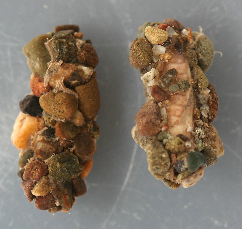 Photo taken April 3, 2013. Cases with pupae. Cases 16 mm. Pupae 13 mm. In alcohol.