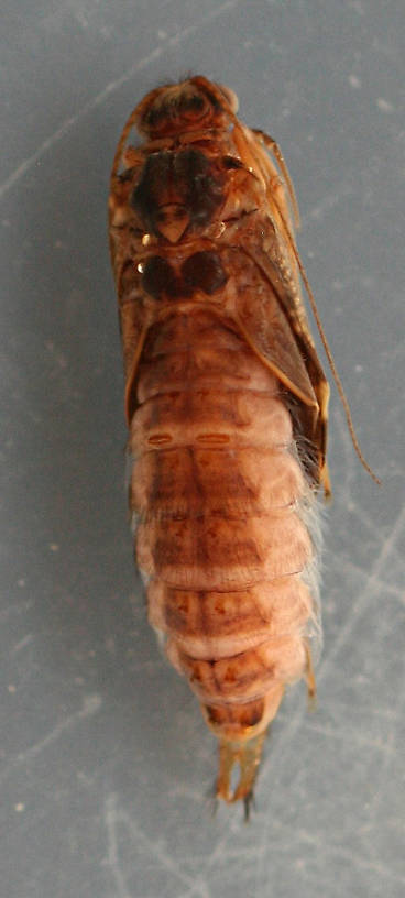 Photo taken April 3, 2013. Dorsal view of one of the pupae in the photo above. 13 mm. In alcohol.