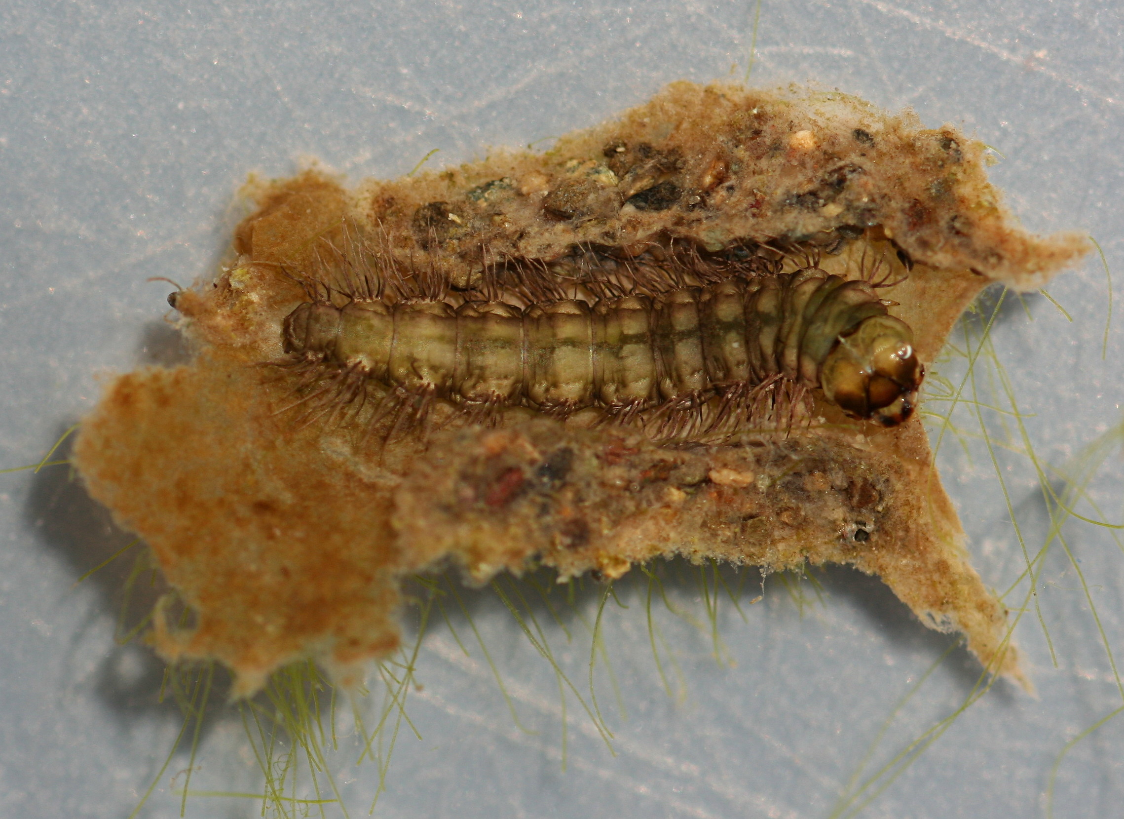 Larva with case. Larva 11 mm. Case 13 mm. Live specimen.