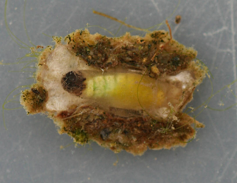 Early stage pupae and case. Pupa approximately 9mm. In alcohol. Ventral view.