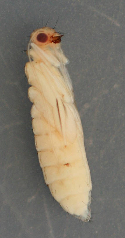 Lateral view of specimen above.August 16, 2014. In alcohol.