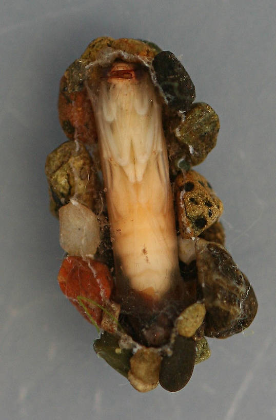 Ventral view of case above. Pupa 8 mm. August 16, 2014. Live specimen.