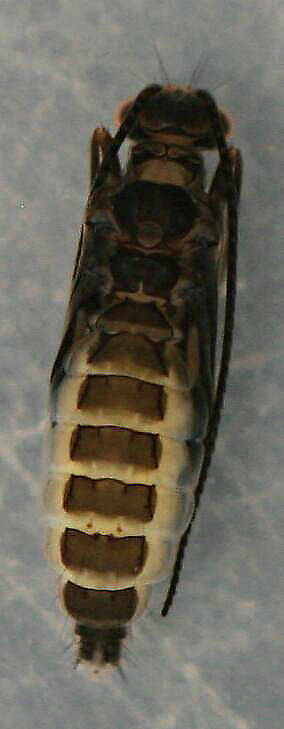 Pupa from case above. Dorsal view. August 16, 2014. In alcohol.