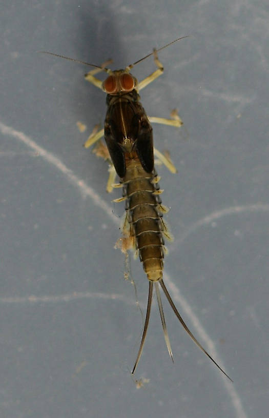 Fallceon quilleri nymph. Mature male. 5.5 mm (excluding cerci). Collected November 11, 2013. Dark
variant.
