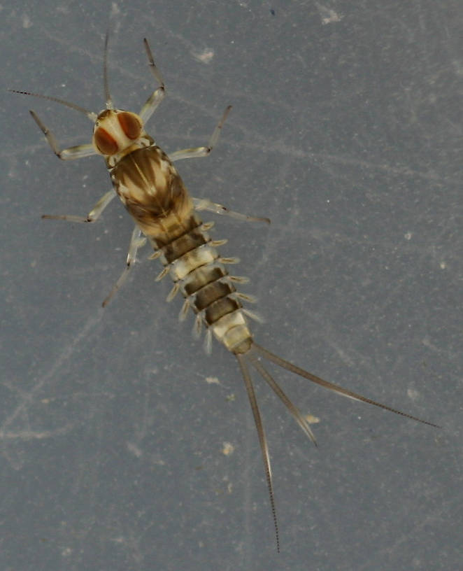 Fallceon sp.1. Male nymph. 5 mm (excluding cerci). Collected October 15, 2014. 