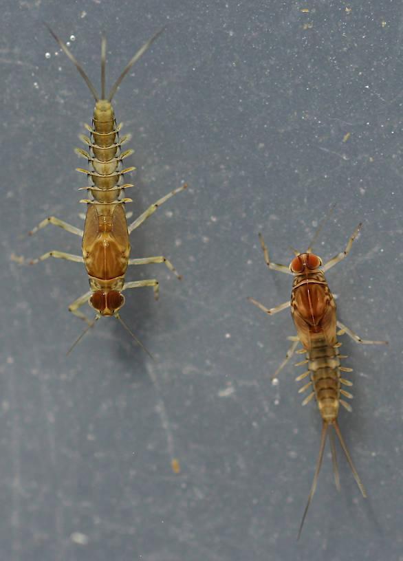 Fallceon sp.1. and Fallceon quilleri male nymphs. Collected November 1, 2014.