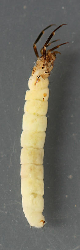 Larva 13 mm.