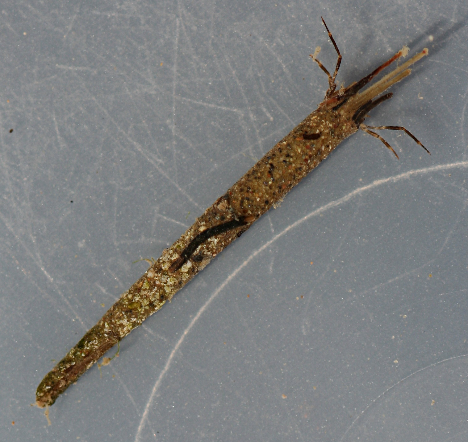 Larva 13 mm. Case 25mm