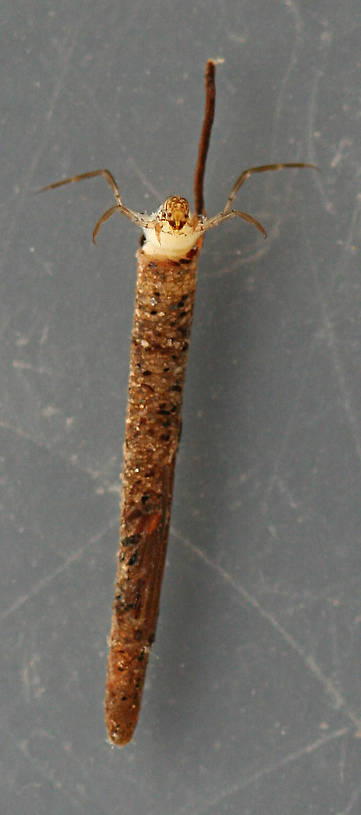 Larva 10 mm. Case 20 mm.
