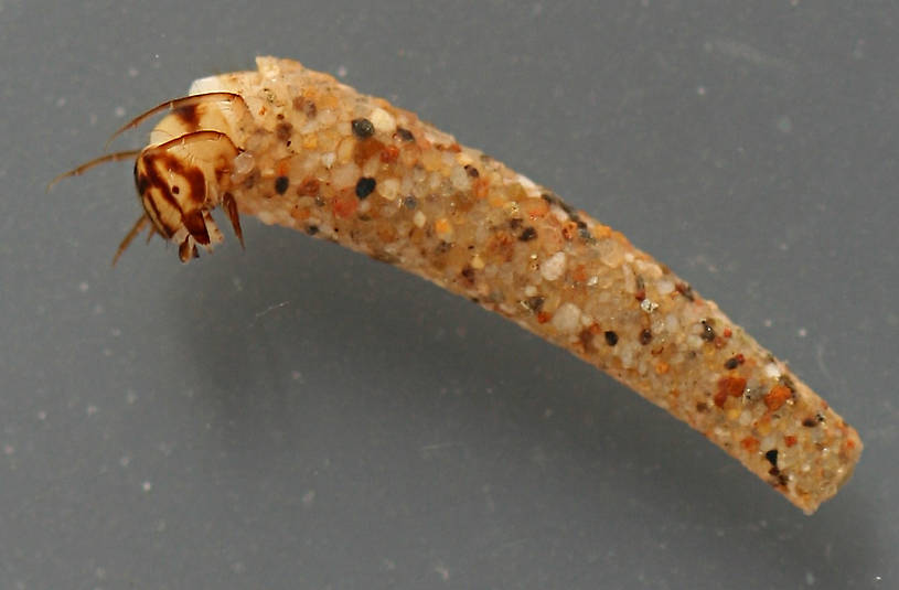 Larvae are 10 mm. Cases 11 mm.