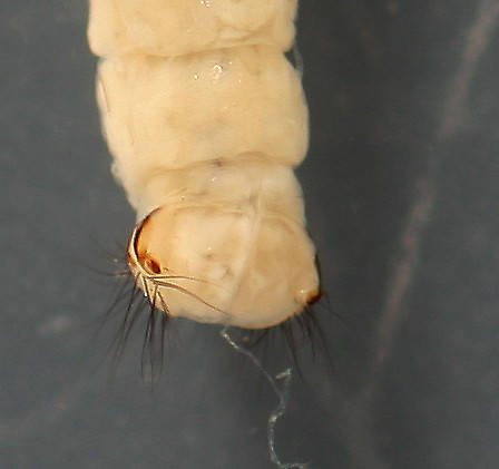 Larvae are 10 mm.