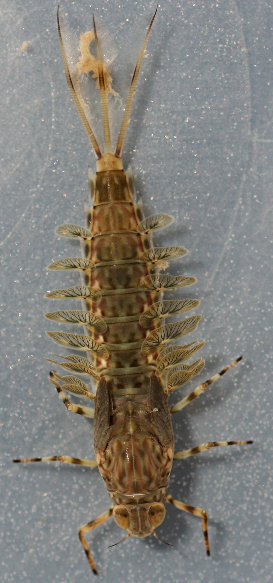 Intermediate nymph. About 15 mm (excluding cerci).