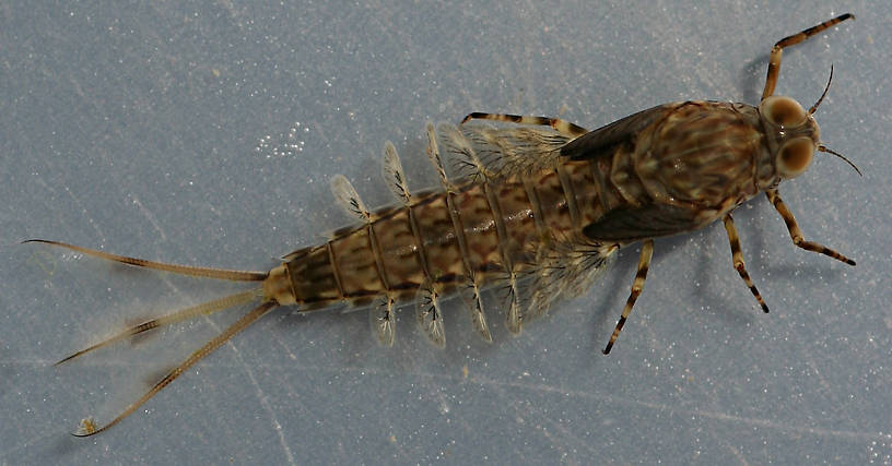 Mature nymph. About 16 mm (excluding cerci).