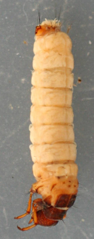 Larva 7 mm.