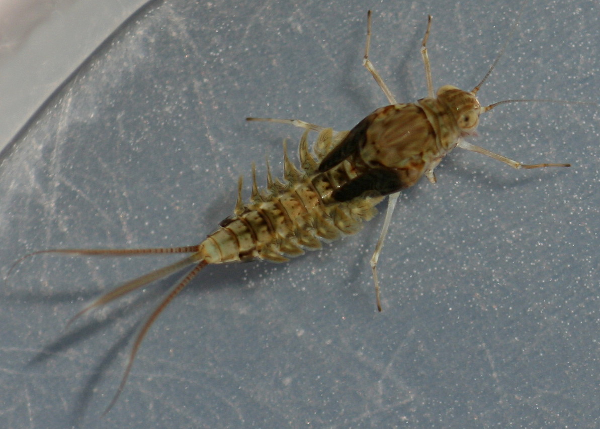 Female. Callibaetis sp. 7mm excluding cerci.
