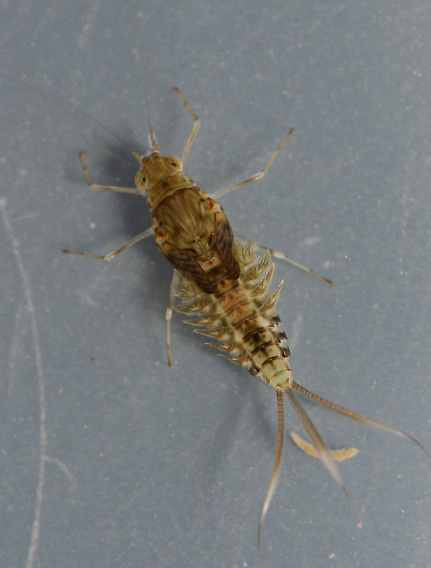 Female. Callibaetis sp. 7mm excluding cerci.
