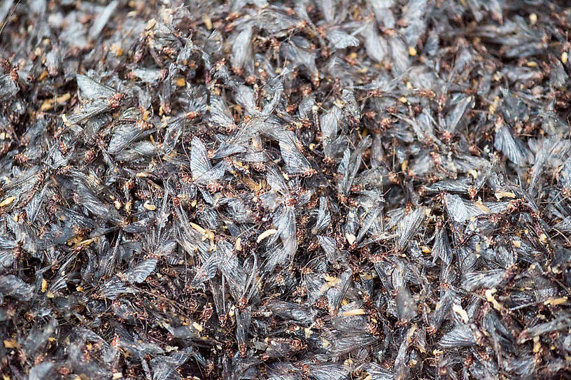 News reports said there were piles of these mayflies two feet deep in Wrightsville, PA.
