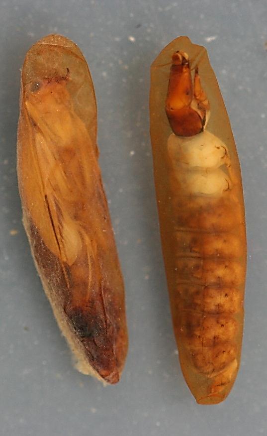 Rhyacophila betteni group. 14 mm.