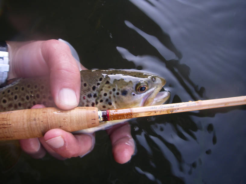 Is there anything better than tricos, 7x, bamboo and wild browns?  Add Bruce, Goose, Lastchance, Feathers5 into the mix, and it's always a great time!