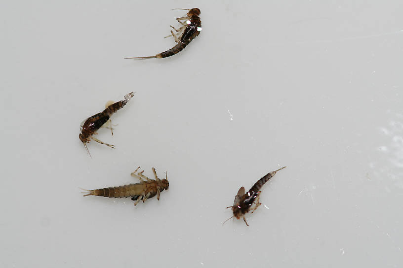 These nymphs were about to hatch into the duns pictured.  I killed them in alcohol before they could hatch.