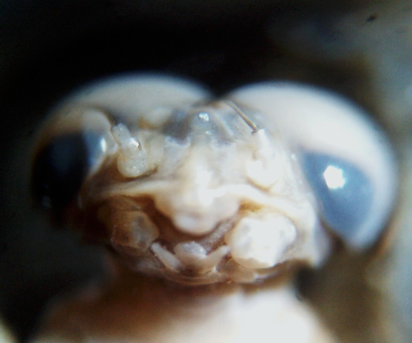 adult ventral head