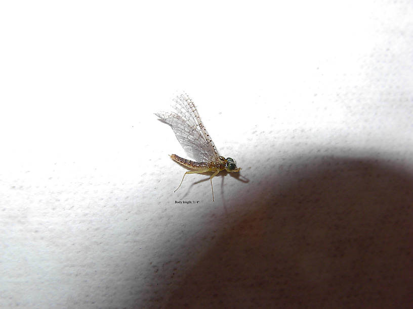 Small green-eye mayfly dun.