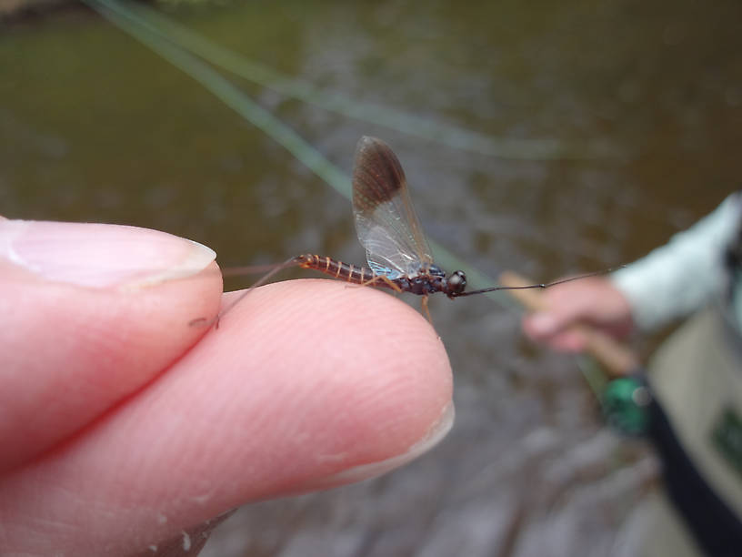 What is the genus and species and common name of this mayfly?