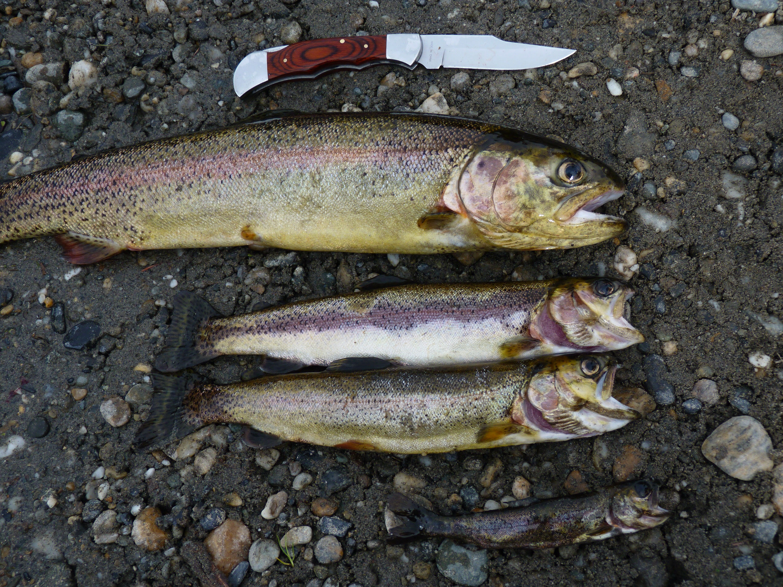 Trout Knives